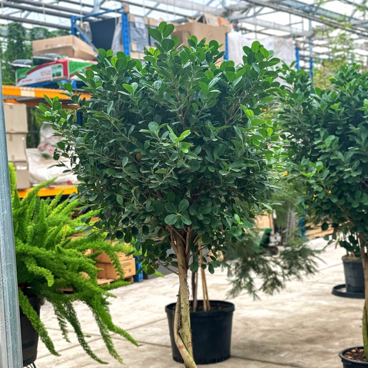 Ficus Microcarpa Moclame Standard - View 13 from www redcrocus com