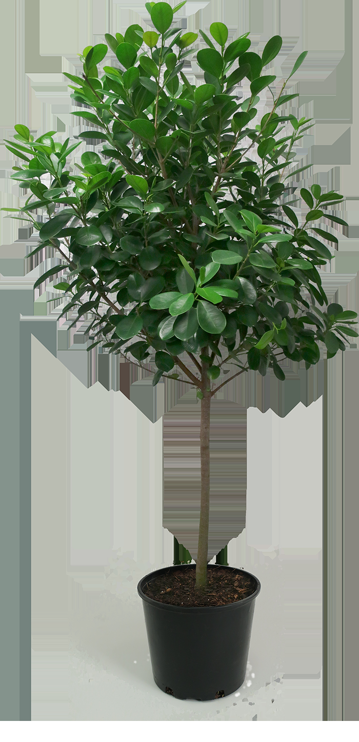 Ficus Microcarpa Moclame Standard - View 1 from www redcrocus com