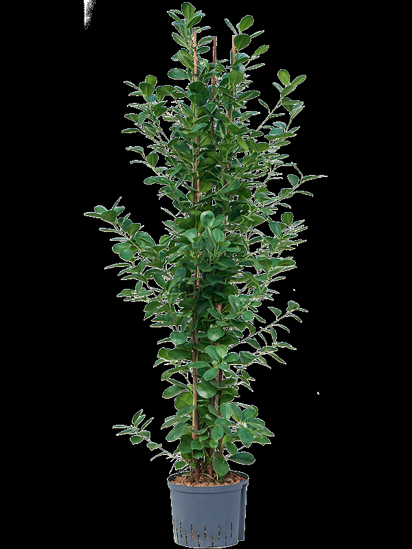 Ficus Microcarpa Moclame Standard - View 8 from www redcrocus com