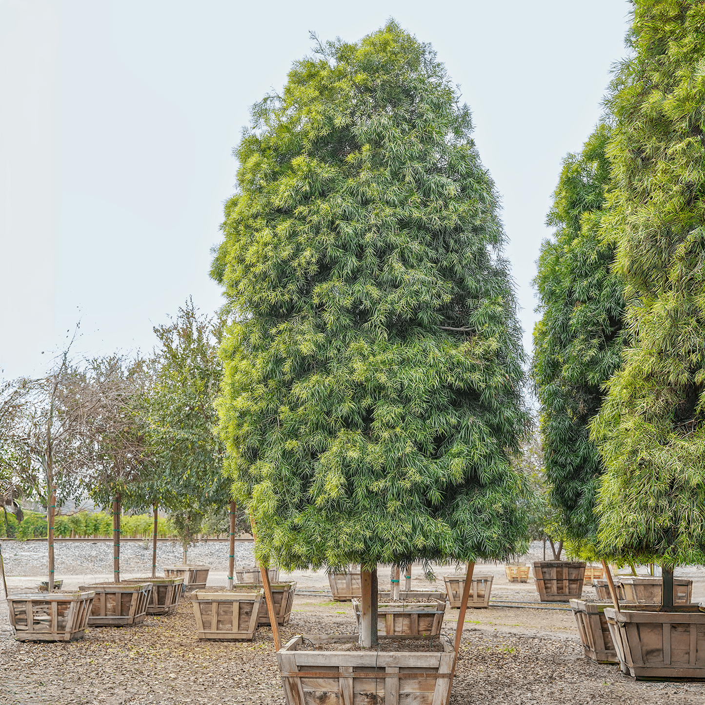 Podocarpus 'gracillor', Bush Or Standard - View 10 from www redcrocus com