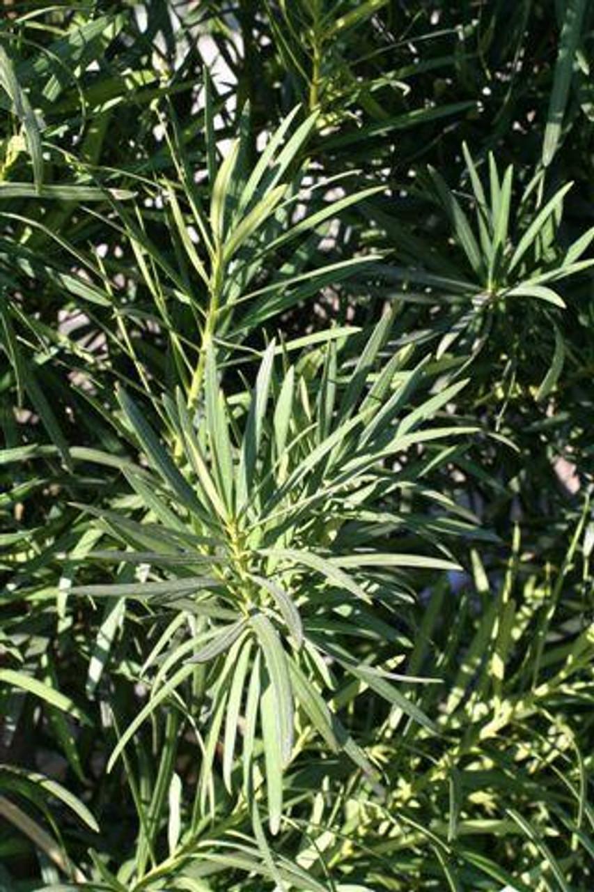 Podocarpus 'gracillor', Bush Or Standard - View 11 from www redcrocus com