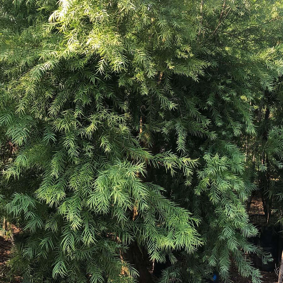 Podocarpus 'gracillor', Bush Or Standard - View 13 from www redcrocus com