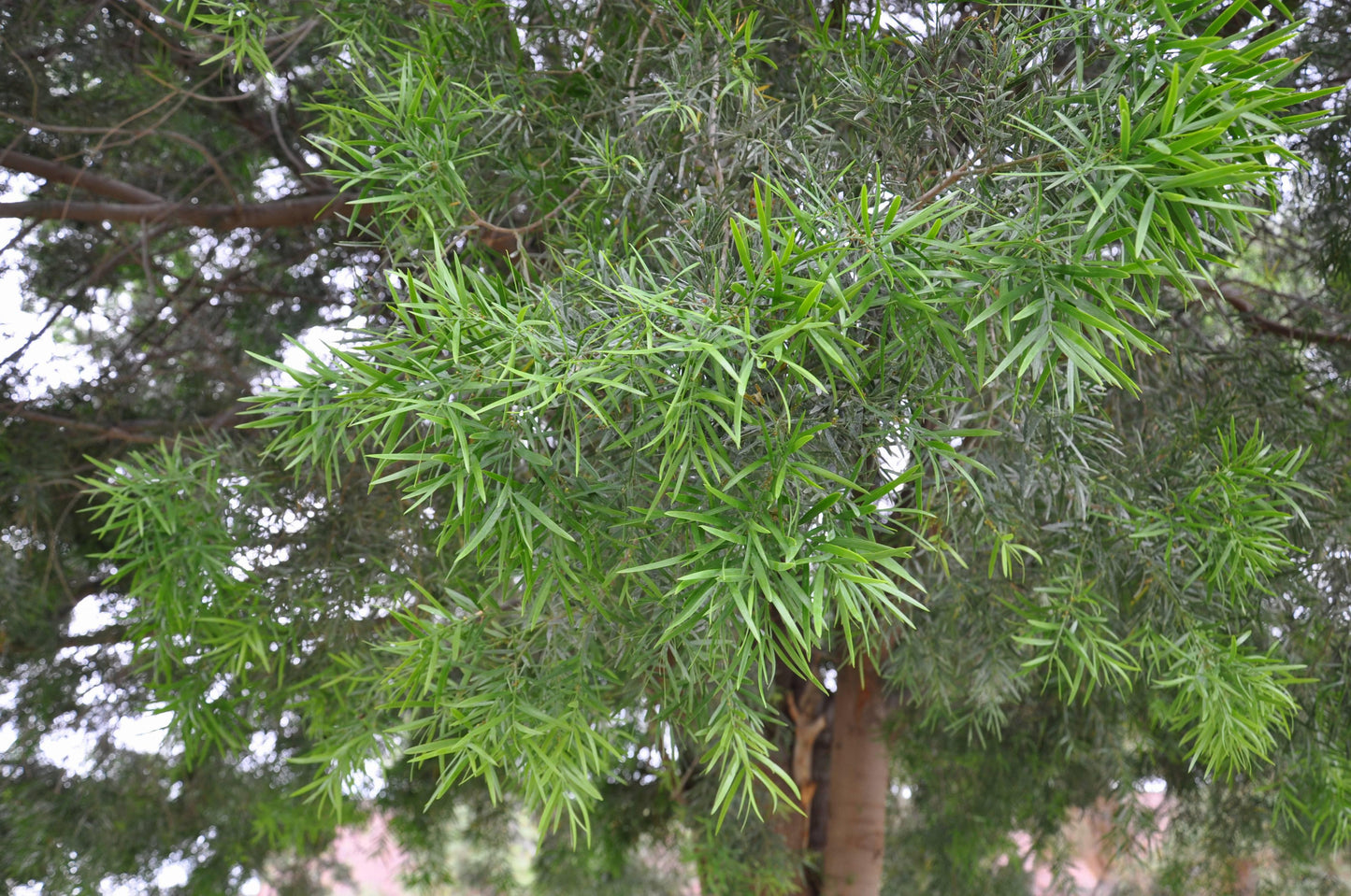 Podocarpus 'gracillor', Bush Or Standard - View 14 from www redcrocus com