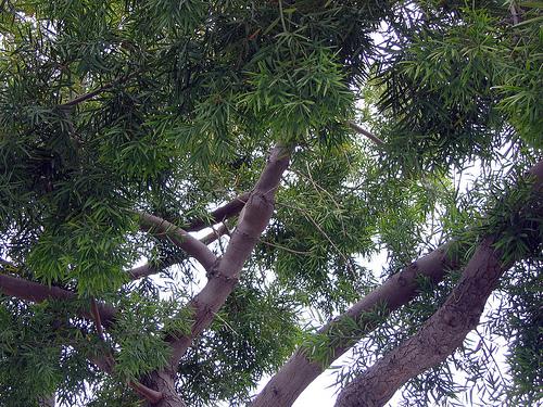 Podocarpus 'gracillor', Bush Or Standard - View 17 from www redcrocus com