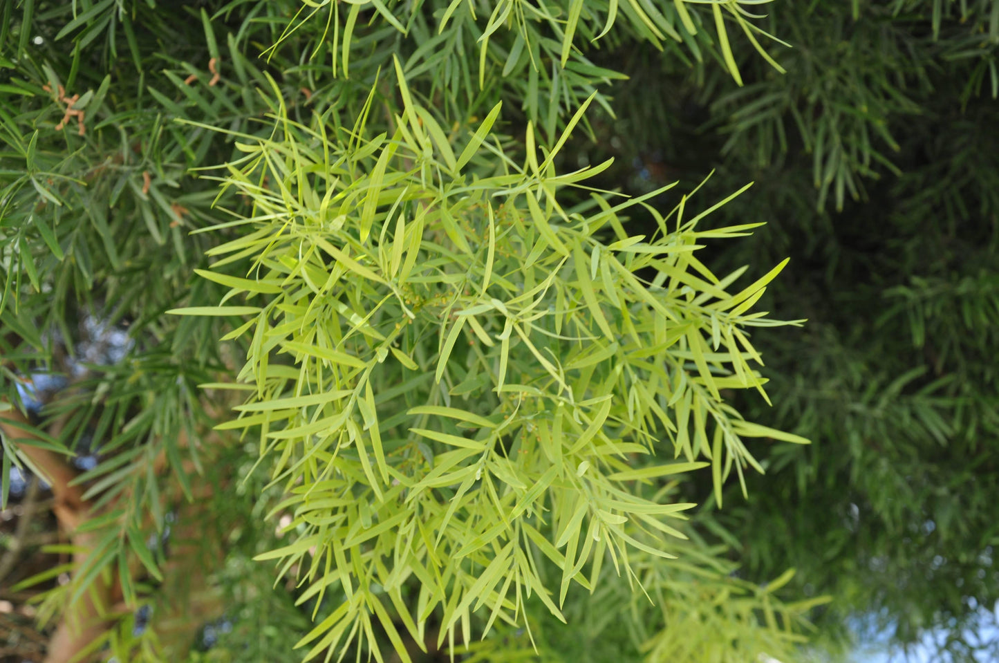 Podocarpus 'gracillor', Bush Or Standard - View 3 from www redcrocus com