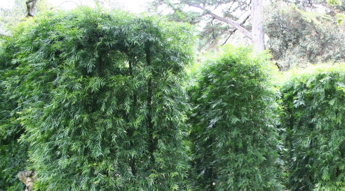 Podocarpus 'gracillor', Bush Or Standard - View 5 from www redcrocus com