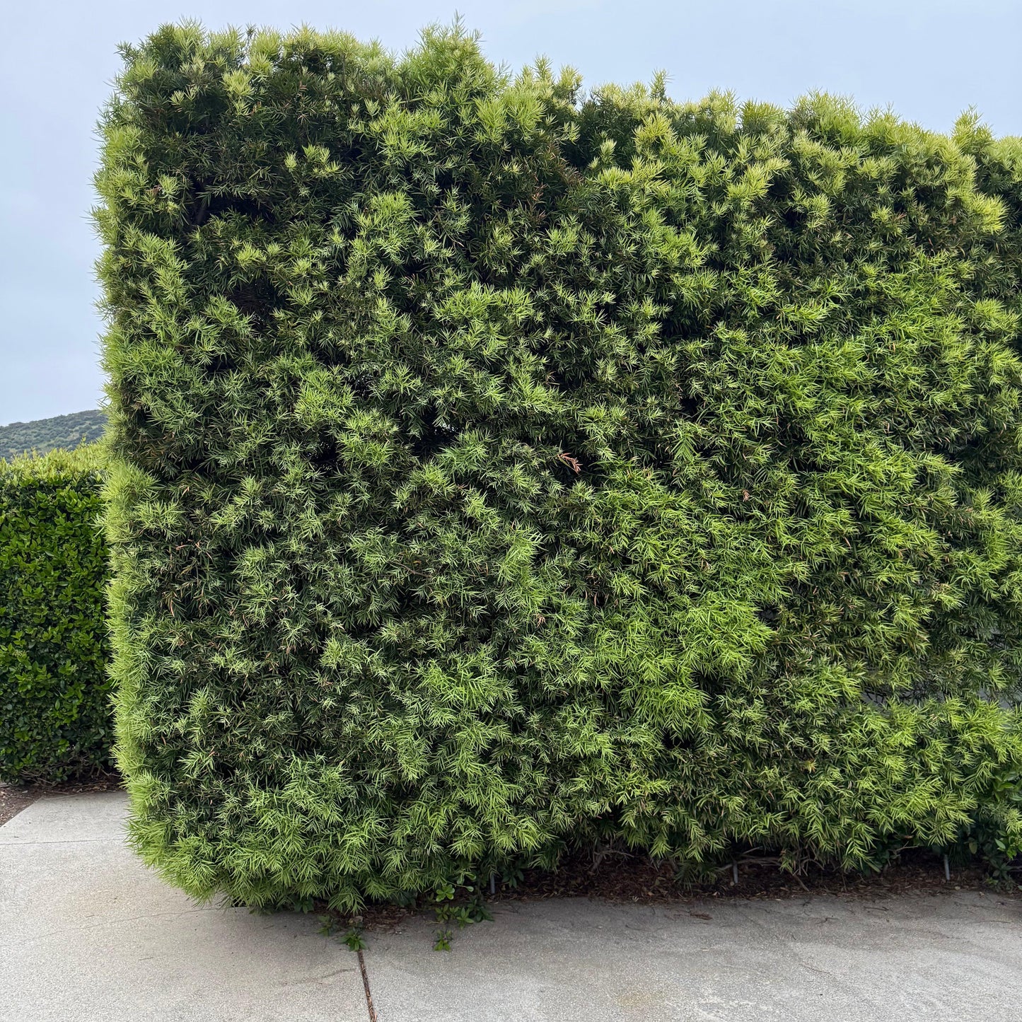 Podocarpus 'gracillor', Bush Or Standard - View 8 from www redcrocus com