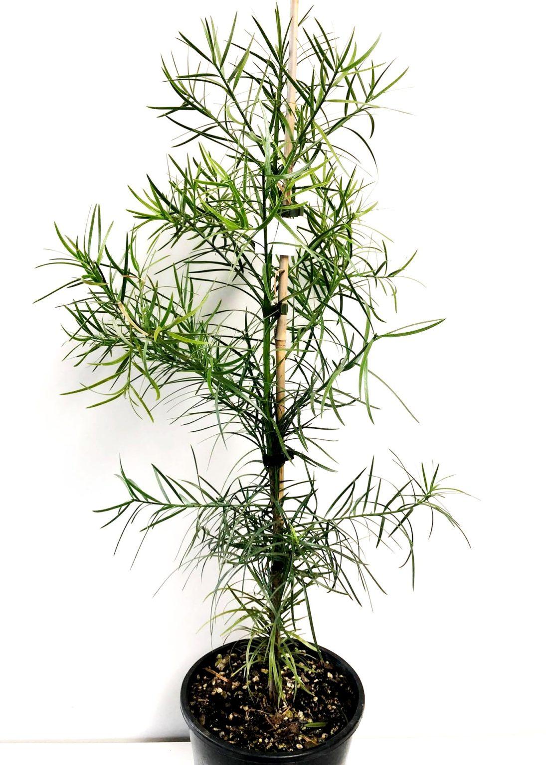 Podocarpus 'gracillor', Bush Or Standard - View 9 from www redcrocus com