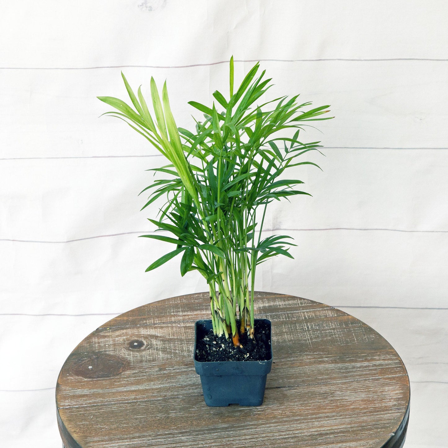 Palm Chamaedorea Elegans Bella - View 11 from www redcrocus com