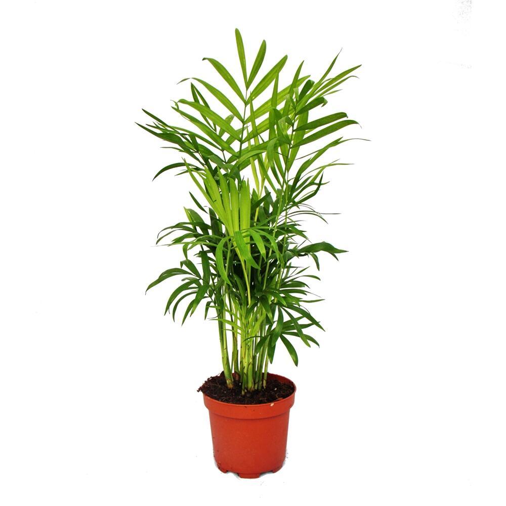 Palm Chamaedorea Elegans Bella - View 16 from www redcrocus com
