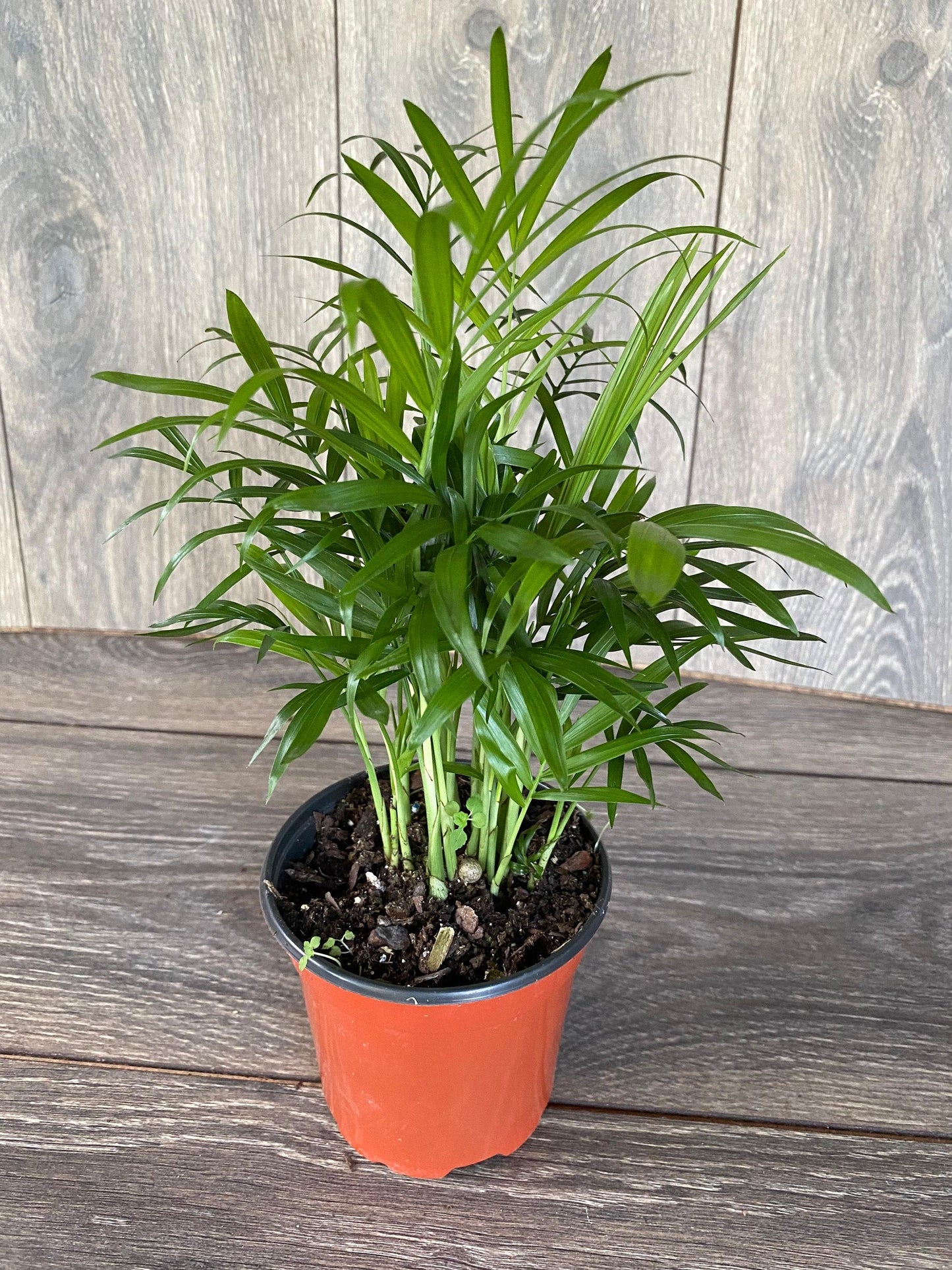 Palm Chamaedorea Elegans Bella - View 17 from www redcrocus com
