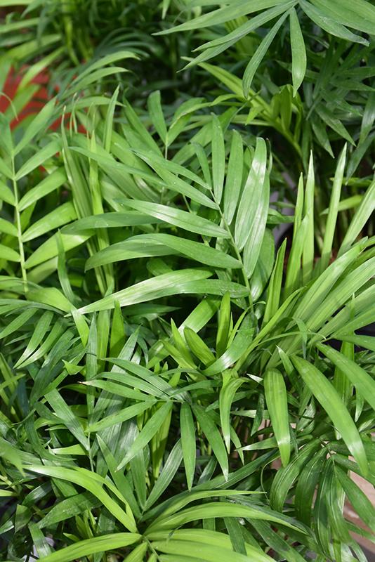 Palm Chamaedorea Elegans Bella - View 19 from www redcrocus com
