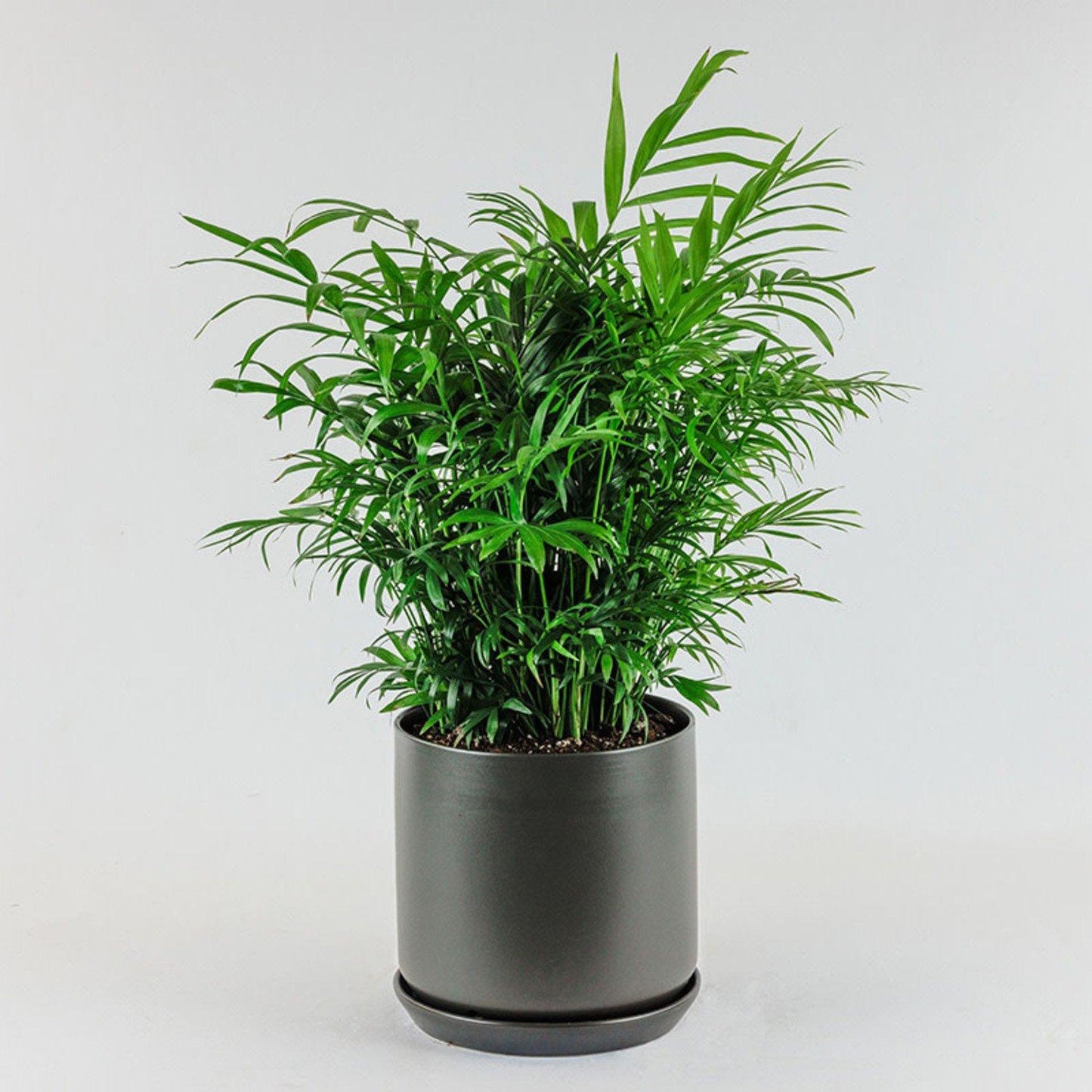 Palm Chamaedorea Elegans Bella - View 2 from www redcrocus com