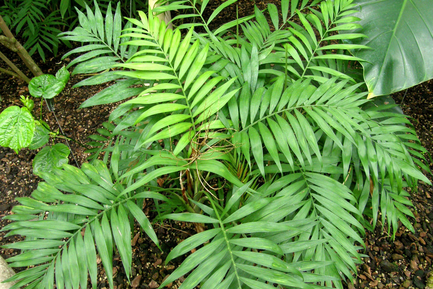 Palm Chamaedorea Elegans Bella - View 7 from www redcrocus com