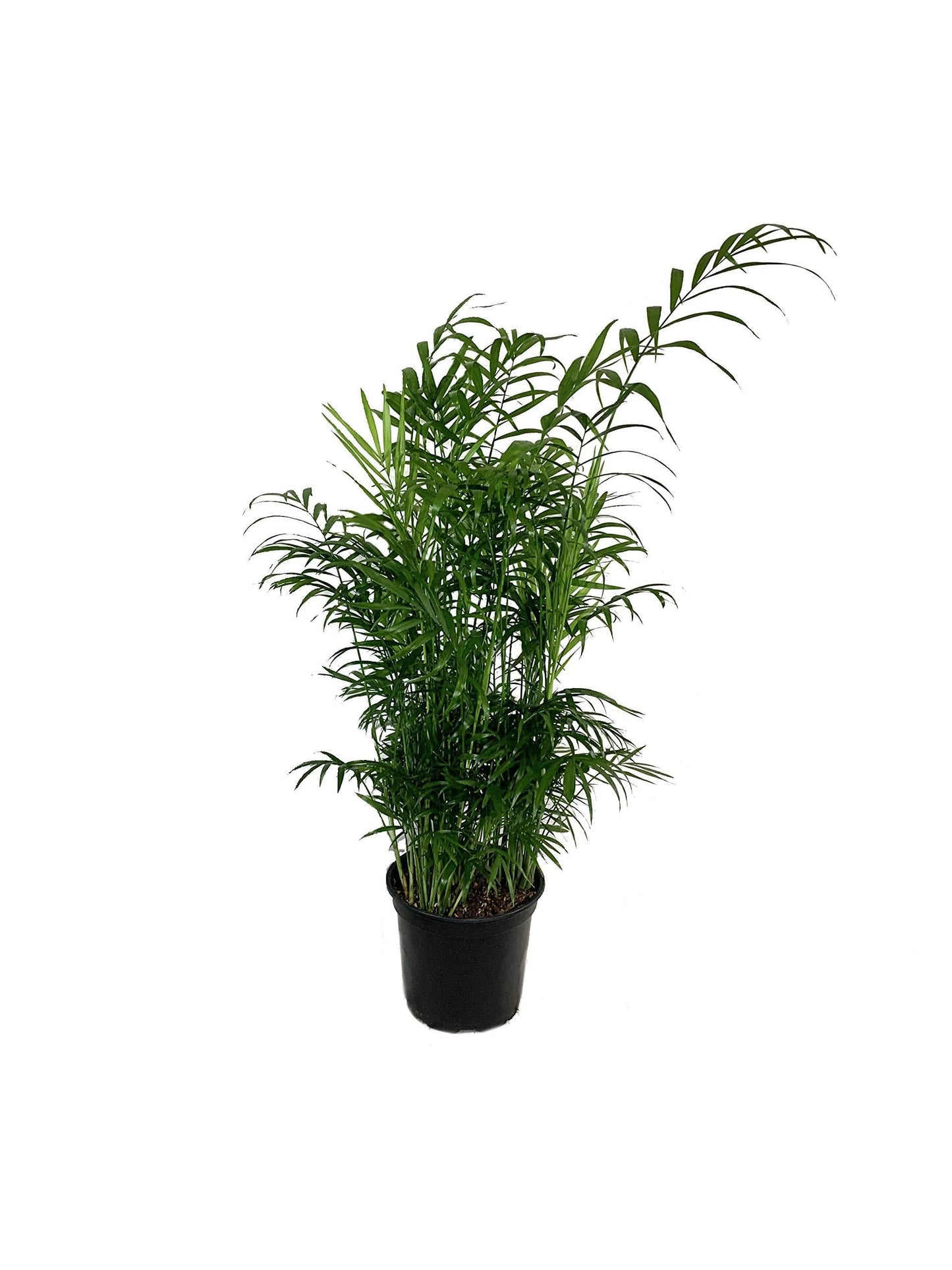Palm Chamaedorea Elegans Bella - View 8 from www redcrocus com