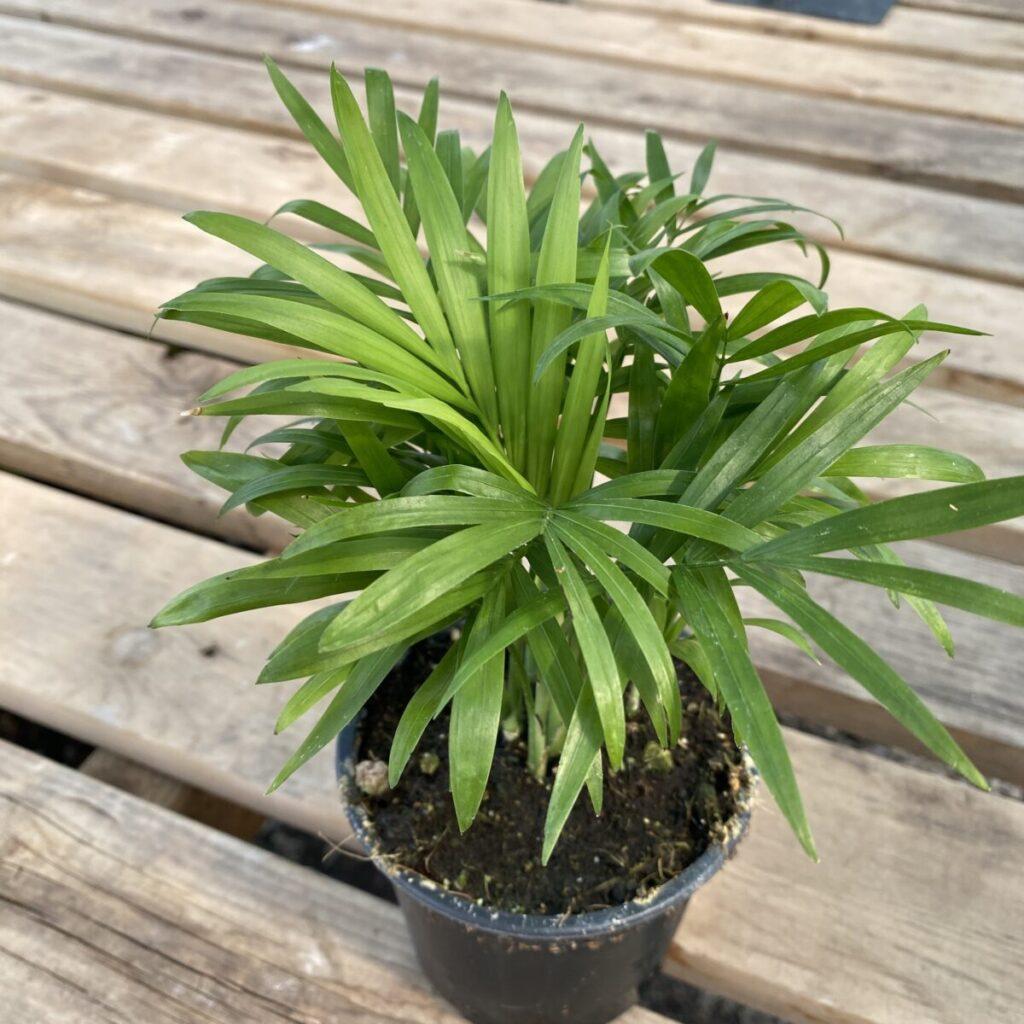 Palm Chamaedorea Elegans Bella - View 9 from www redcrocus com