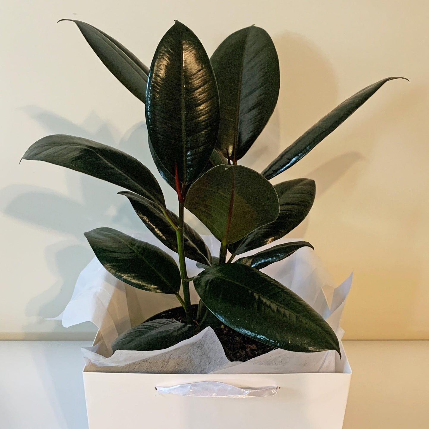 Ficus Elastica Burgundy - View 14 from www redcrocus com