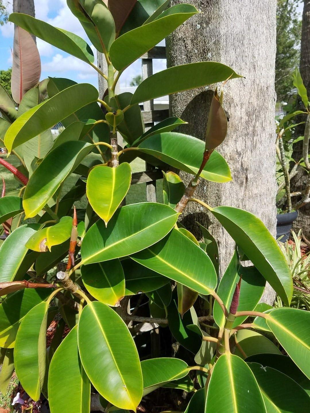 Ficus Elastica Burgundy - View 19 from www redcrocus com