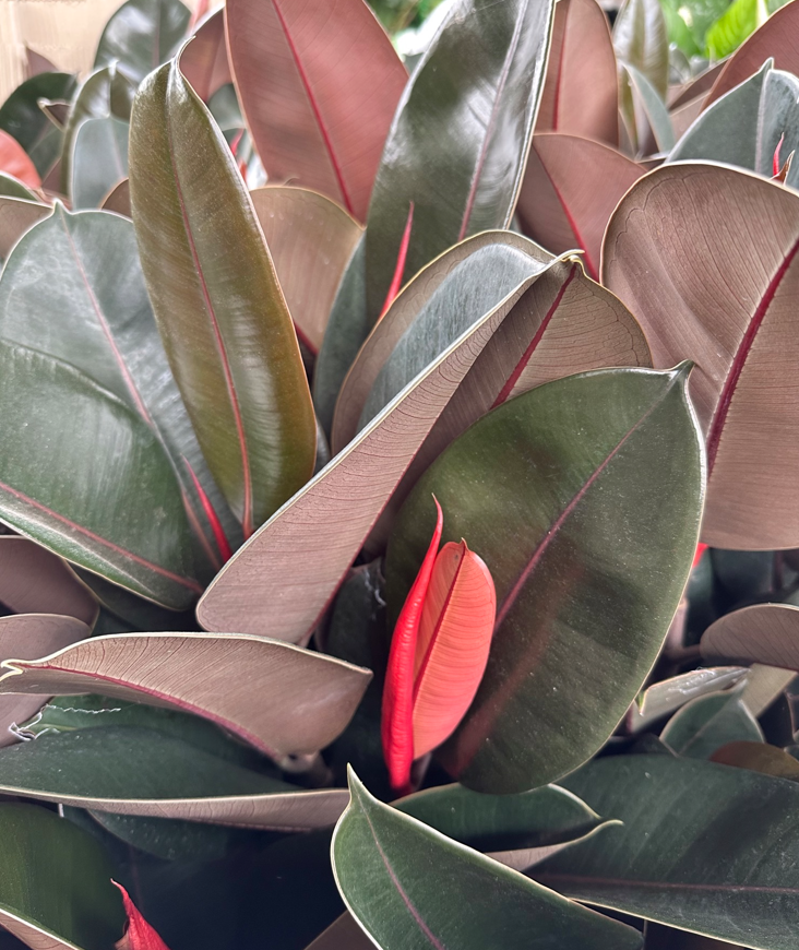 Ficus Elastica Burgundy - View 8 from www redcrocus com