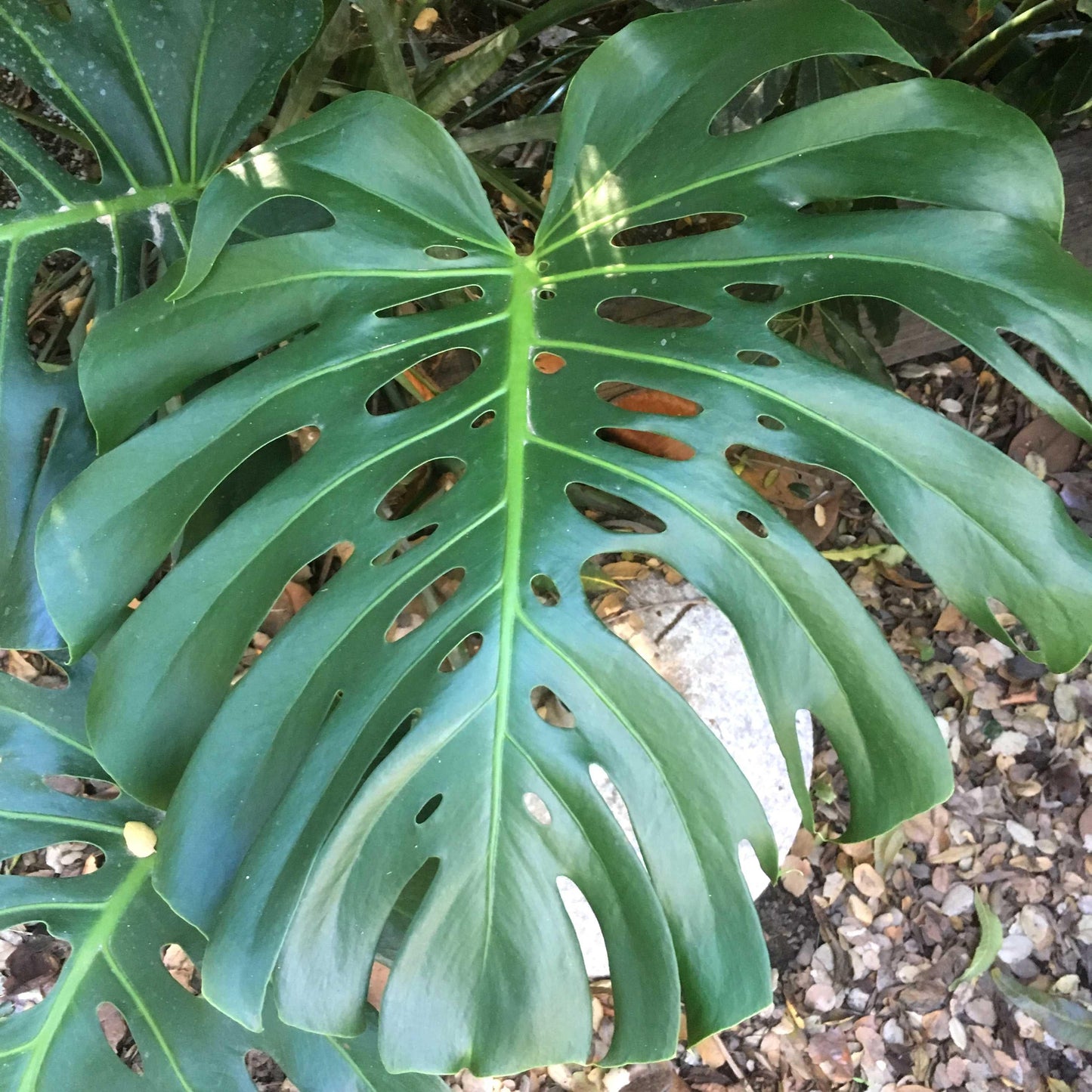 Monstera Deliciosa - View 10 from www redcrocus com