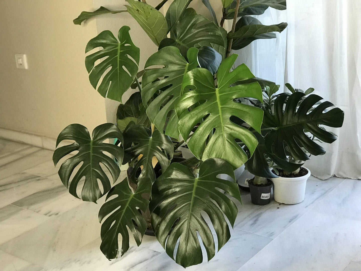 Monstera Deliciosa - View 12 from www redcrocus com