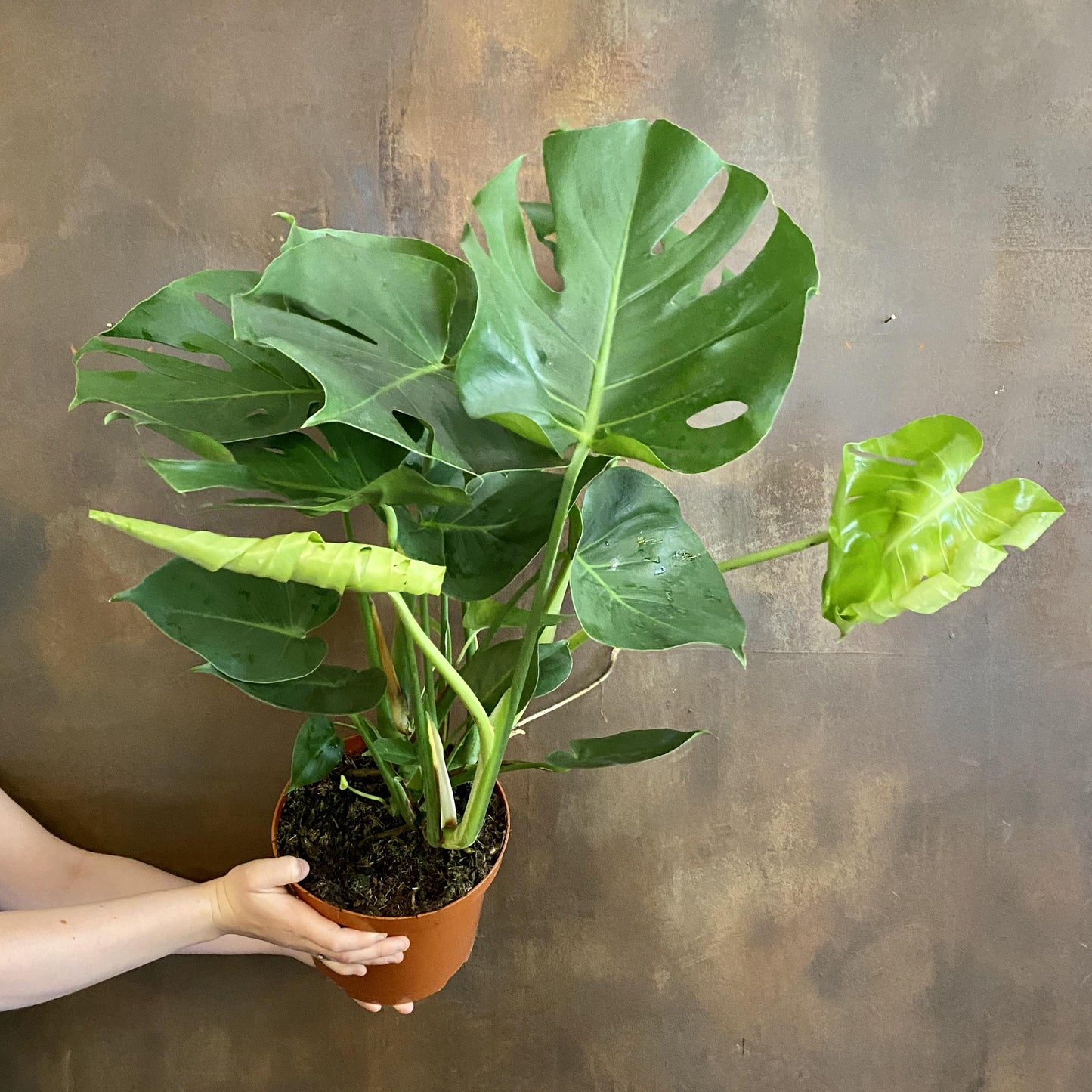 Monstera Deliciosa - View 13 from www redcrocus com