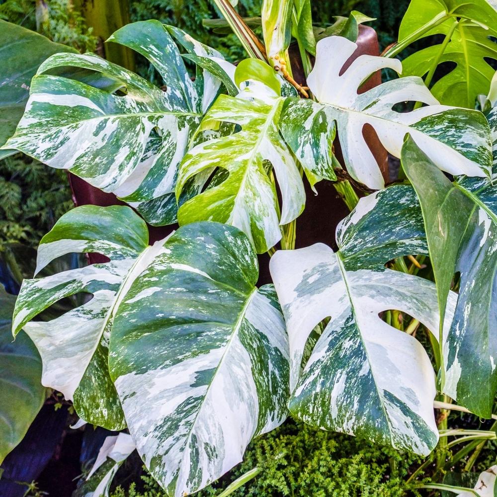 Monstera Deliciosa - View 14 from www redcrocus com