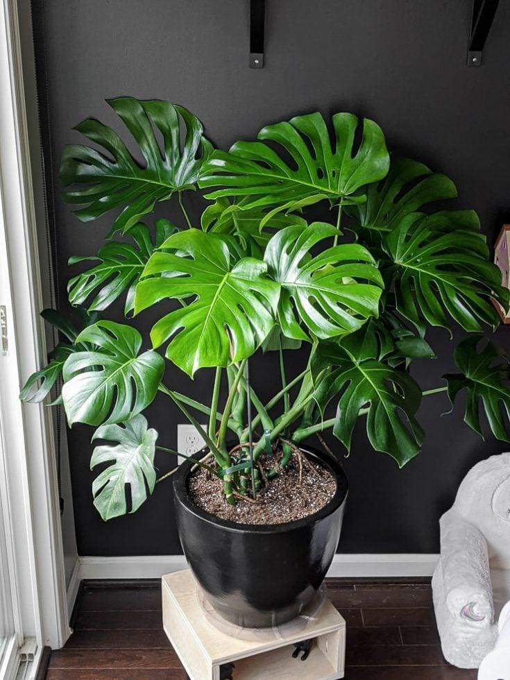 Monstera Deliciosa - View 15 from www redcrocus com