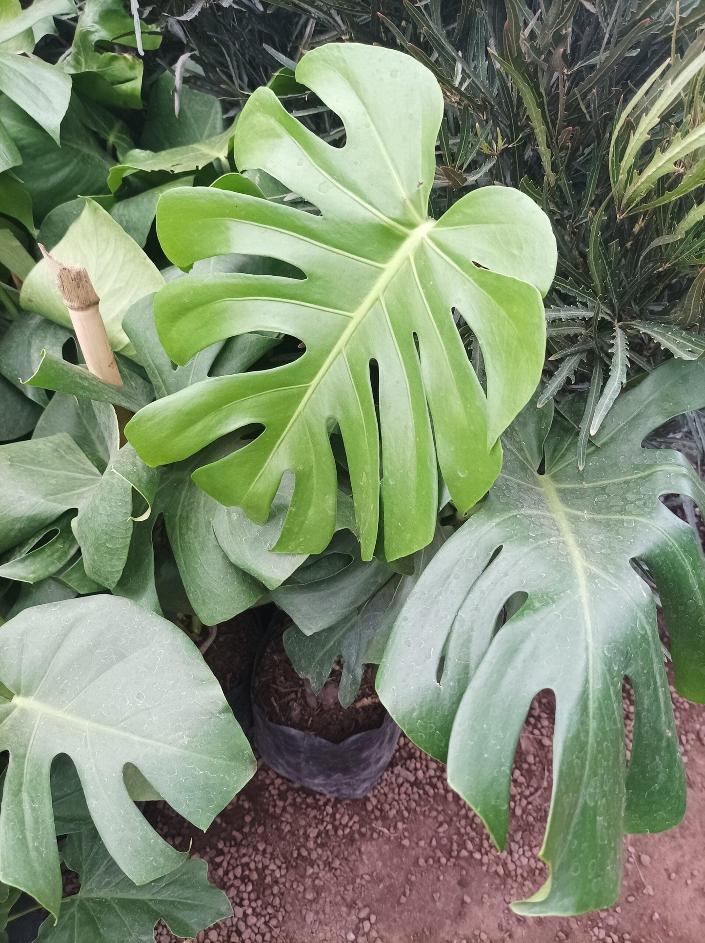 Monstera Deliciosa - View 16 from www redcrocus com