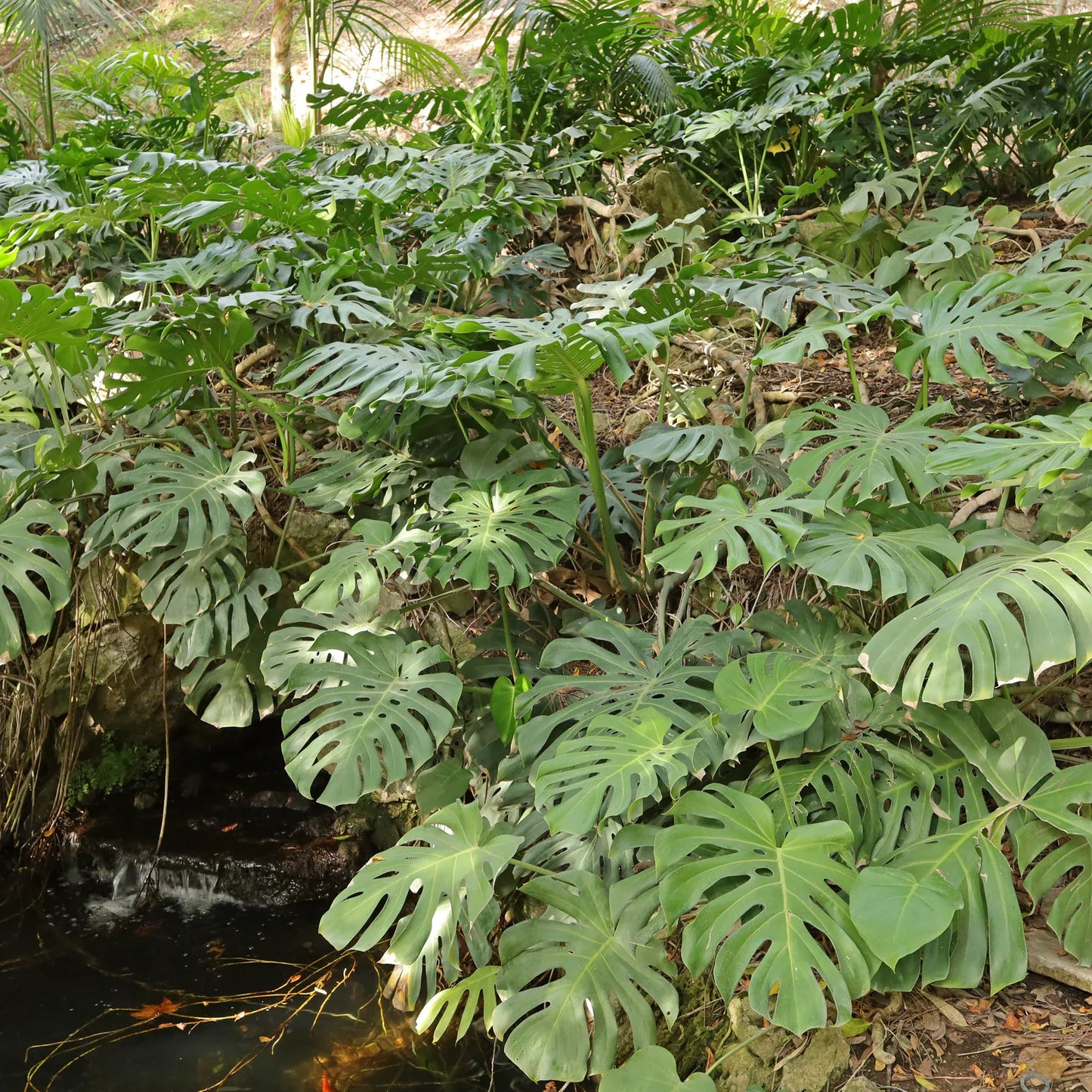 Monstera Deliciosa - View 17 from www redcrocus com