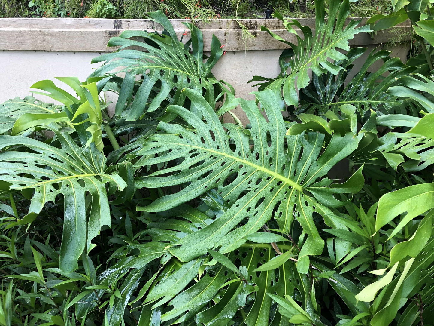 Monstera Deliciosa - View 17 from www redcrocus com