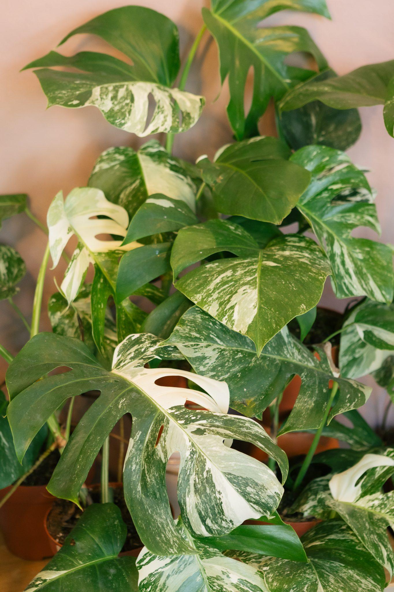 Monstera Deliciosa - View 18 from www redcrocus com