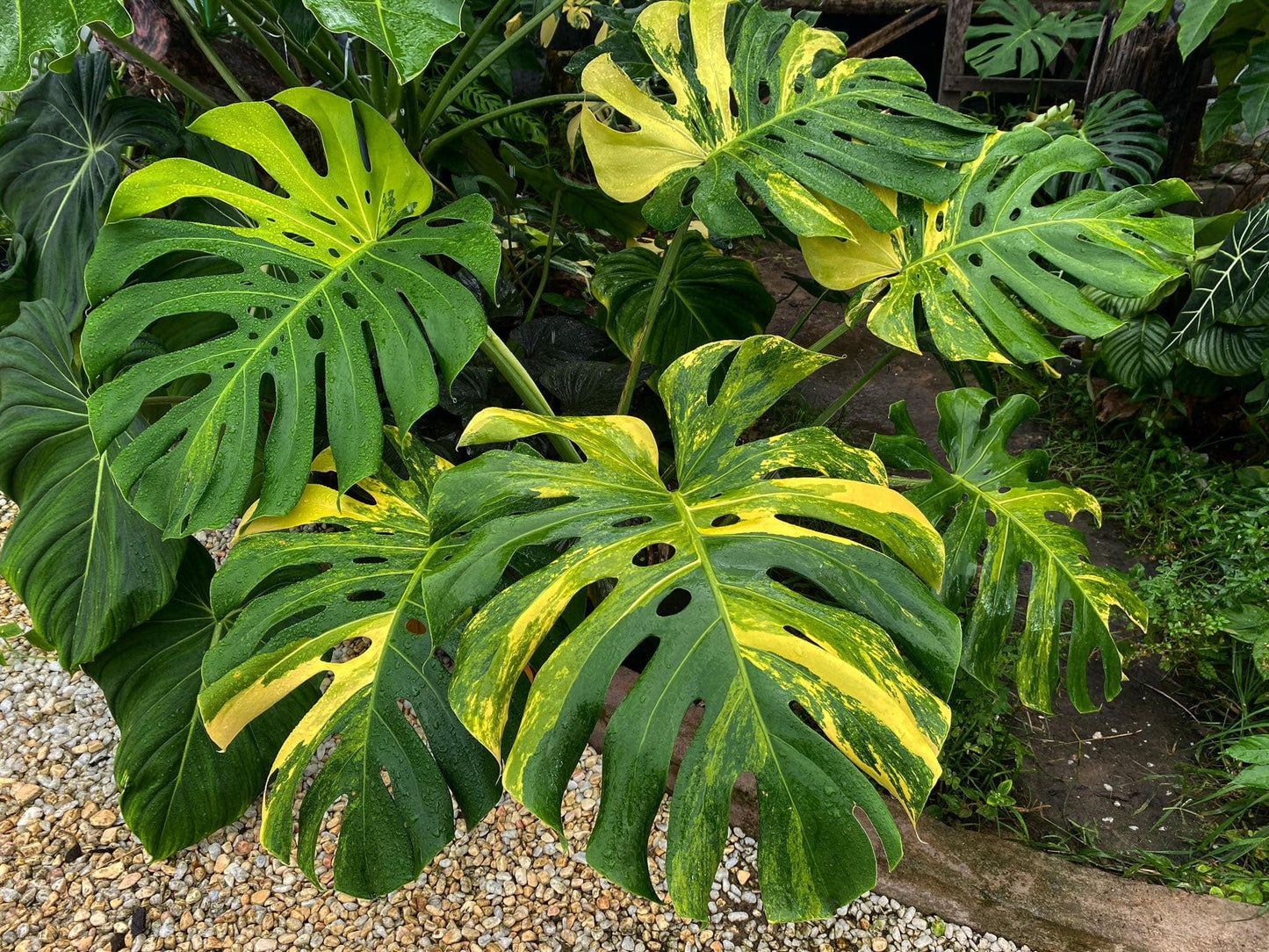 Monstera Deliciosa - View 19 from www redcrocus com