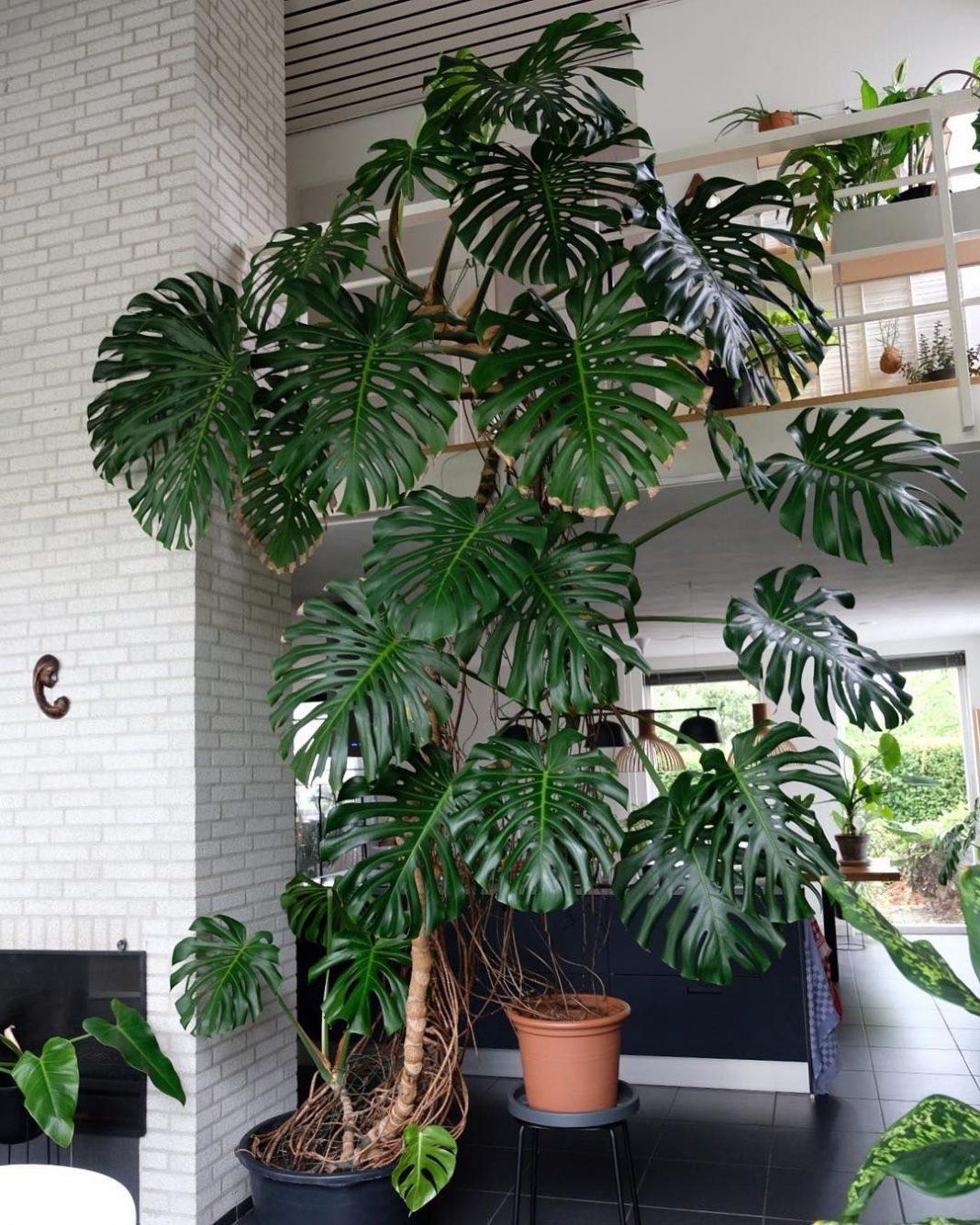 Monstera Deliciosa - View 3 from www redcrocus com