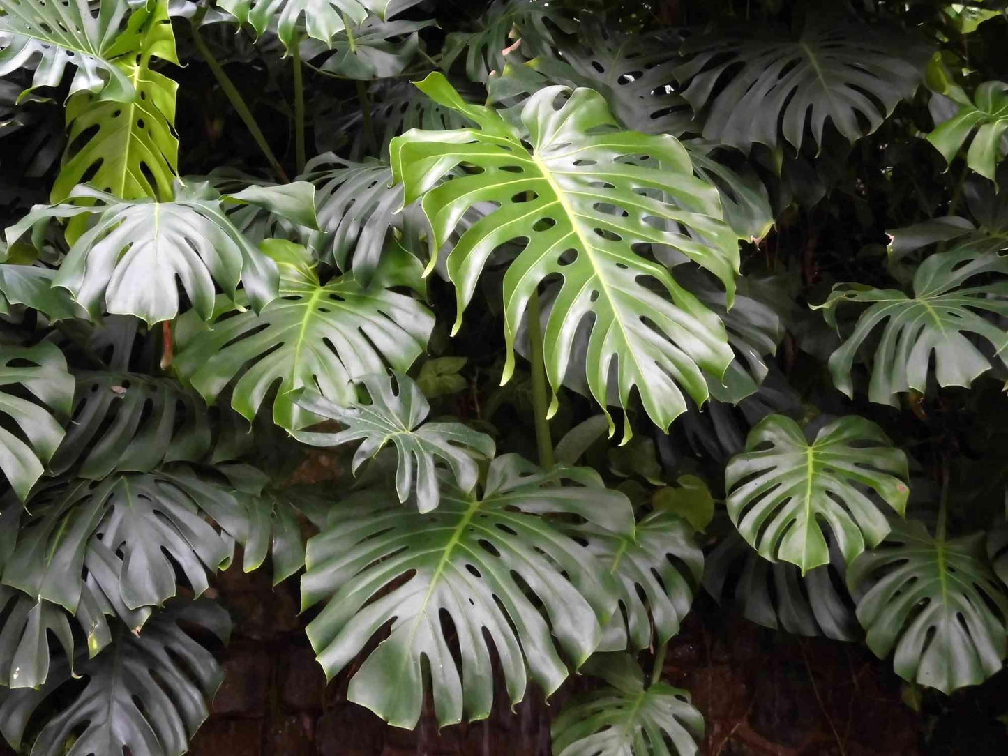 Monstera Deliciosa - View 4 from www redcrocus com