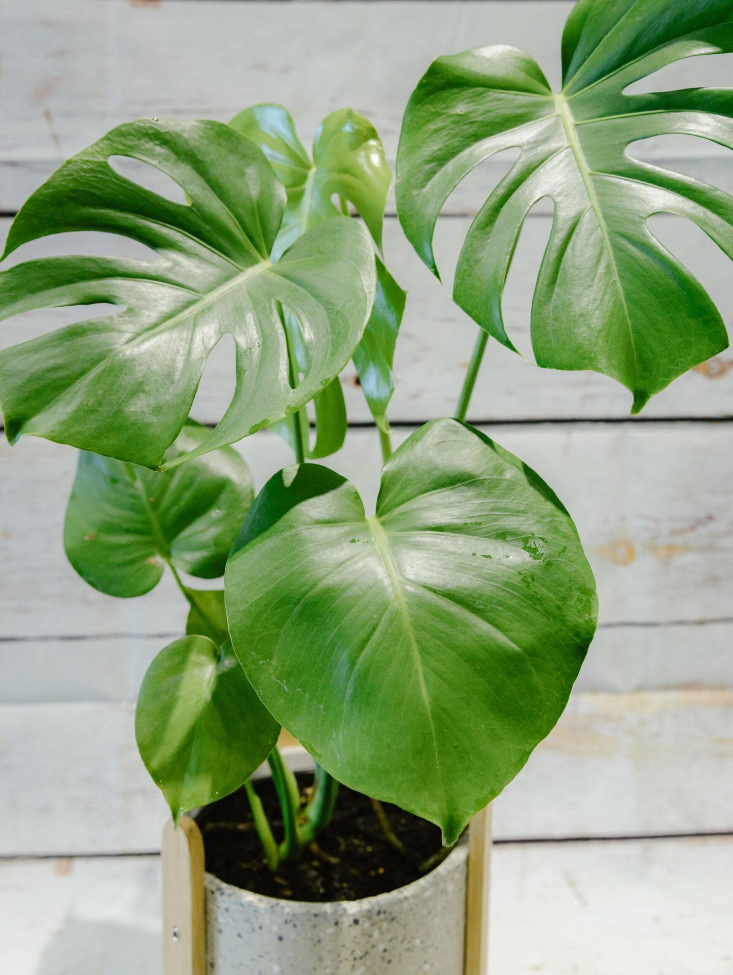 Monstera Deliciosa - View 5 from www redcrocus com