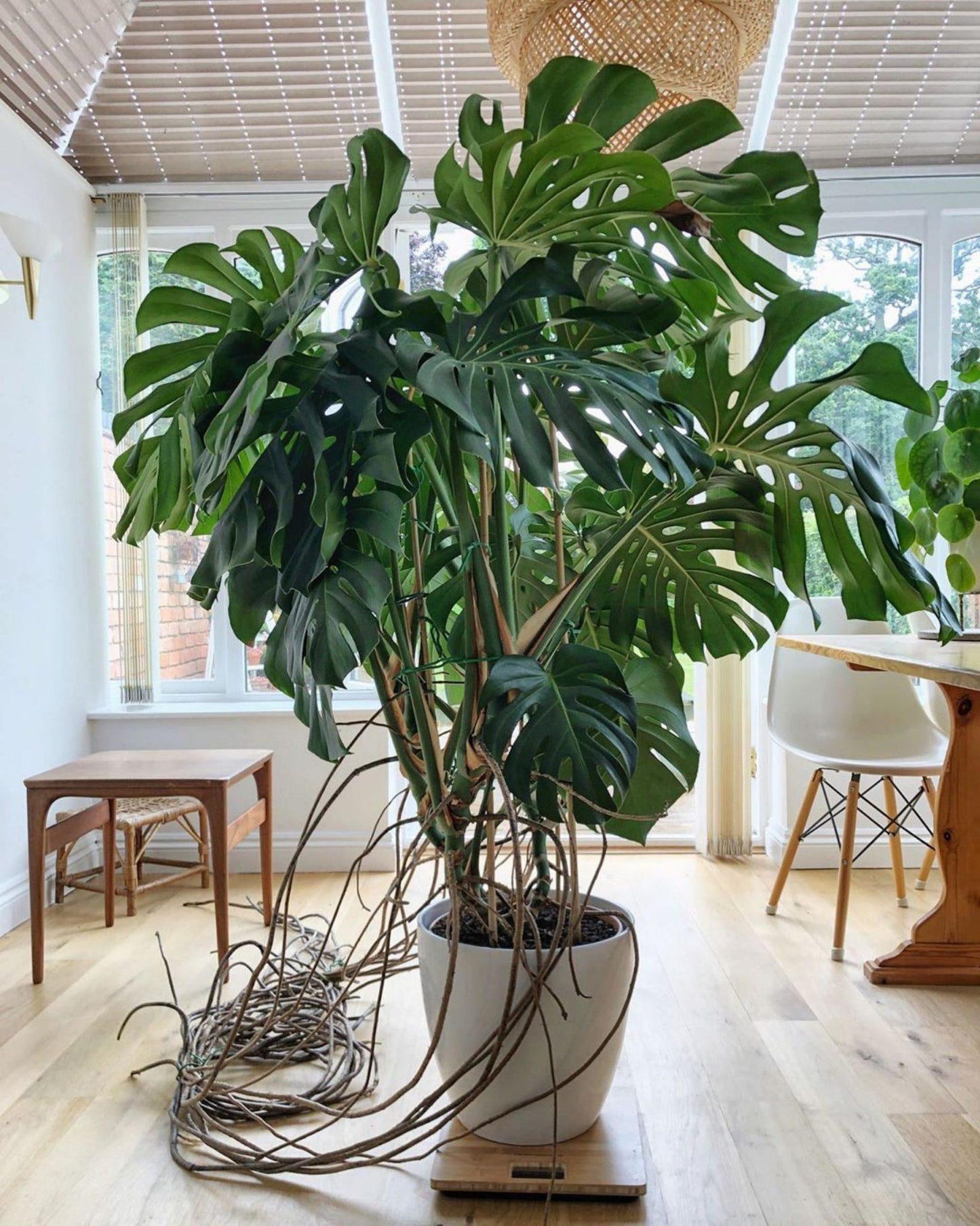 Monstera Deliciosa - View 6 from www redcrocus com