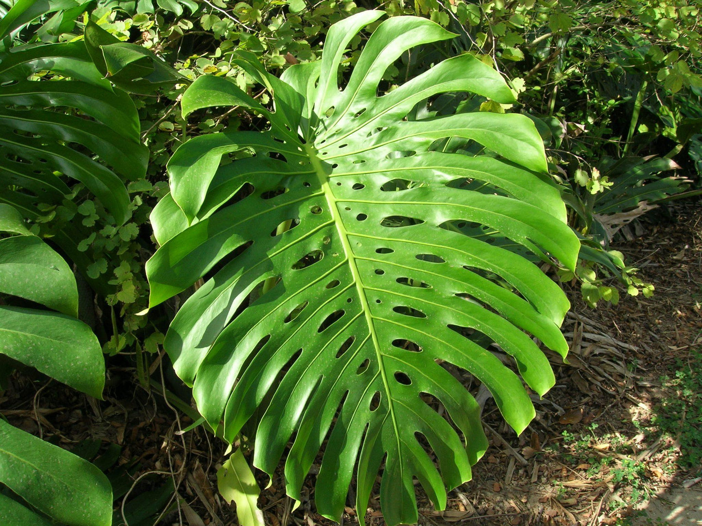 Monstera Deliciosa - View 7 from www redcrocus com