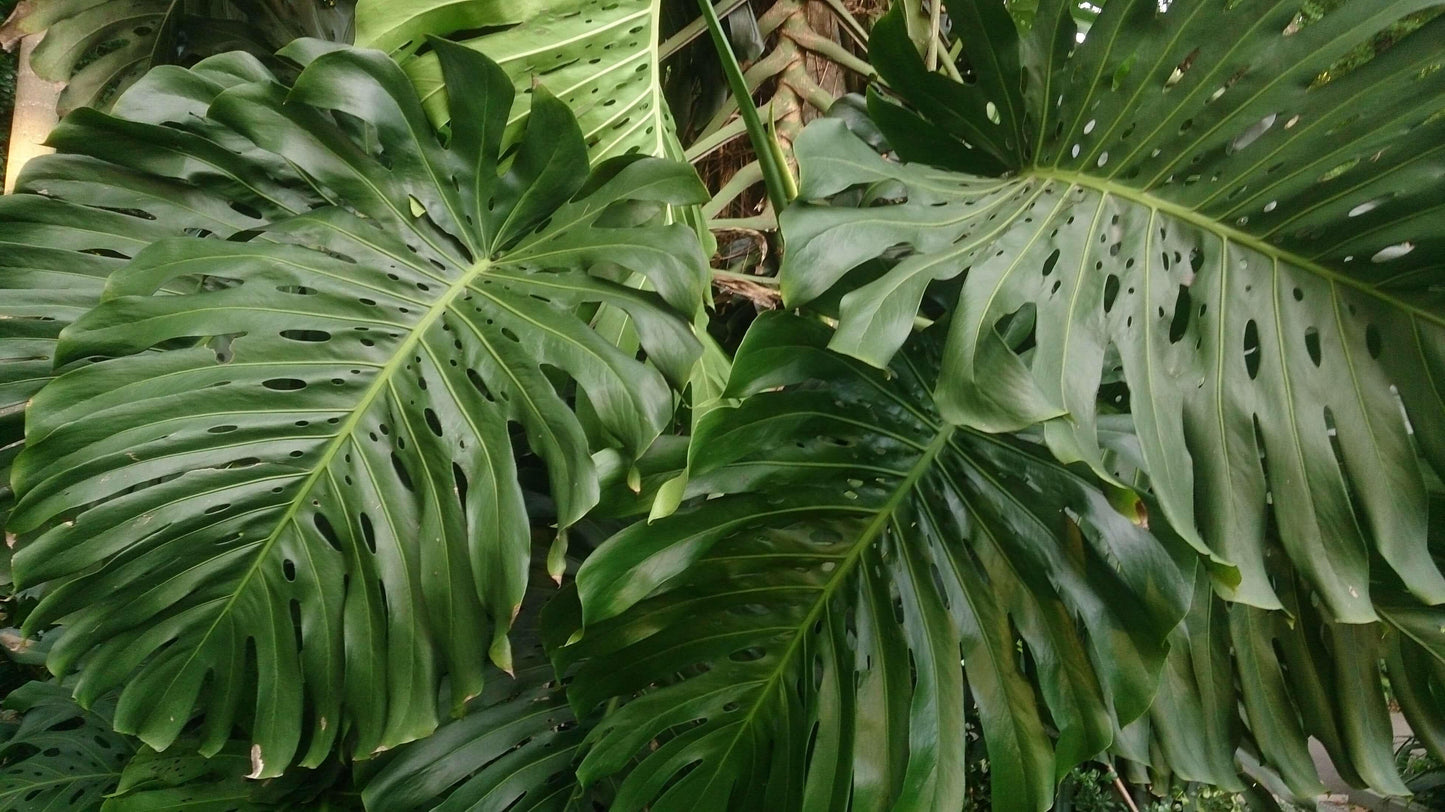 Monstera Deliciosa - View 8 from www redcrocus com