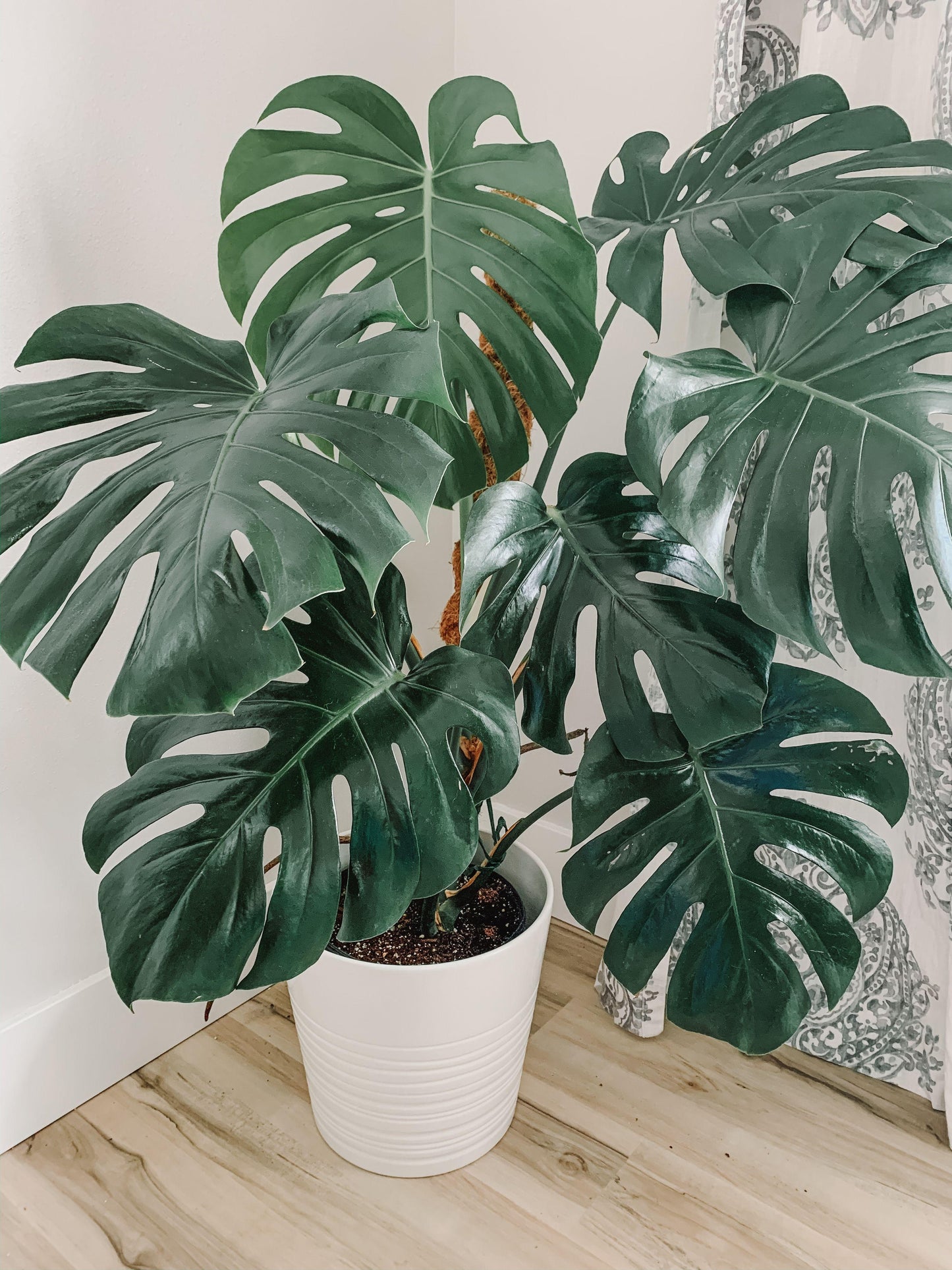 Monstera Deliciosa - View 9 from www redcrocus com