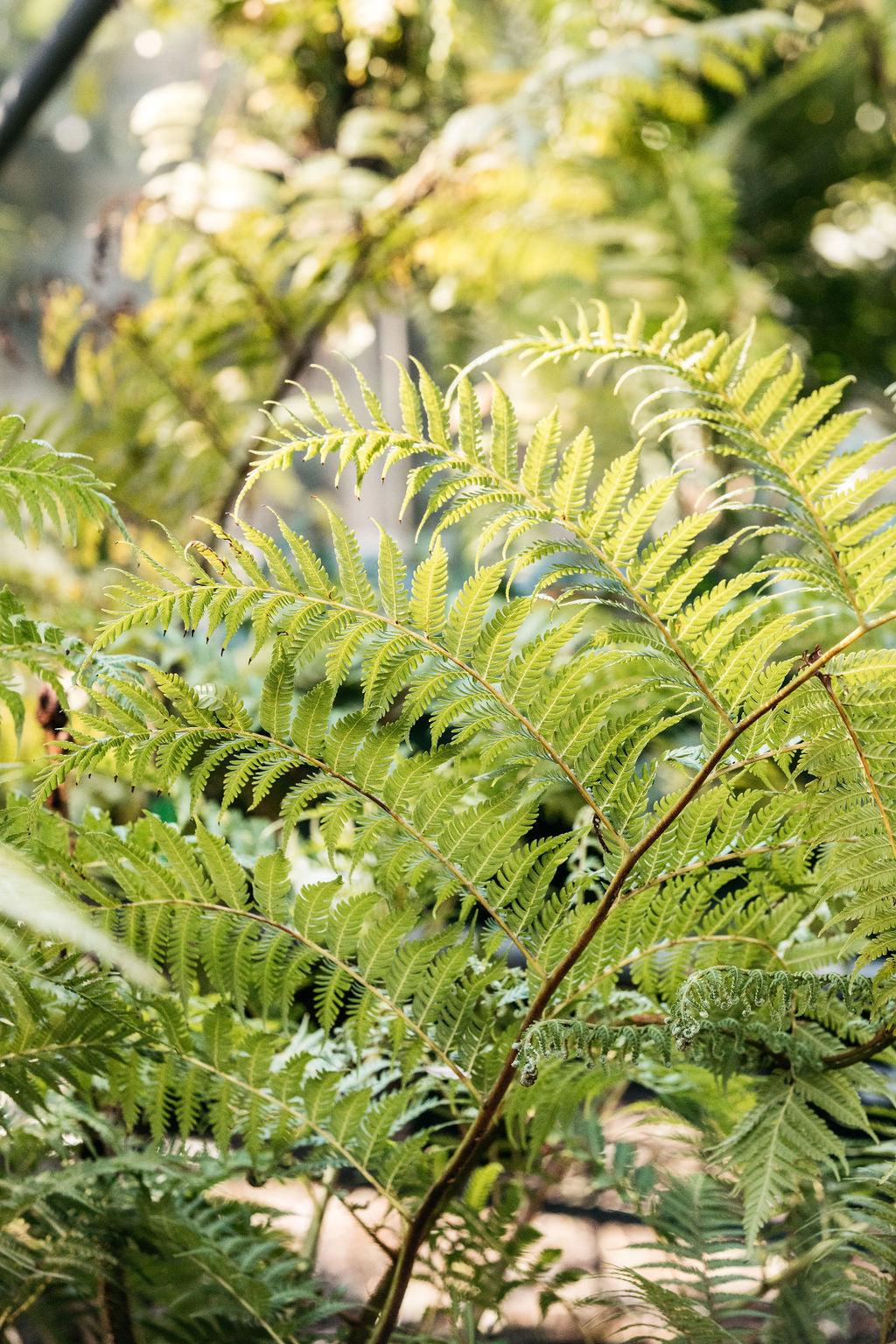 Fern Cyathea Cooperi - View 11 from www redcrocus com