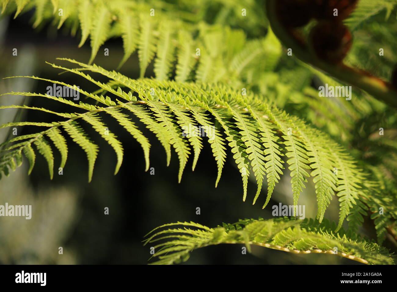 Fern Cyathea Cooperi - View 12 from www redcrocus com