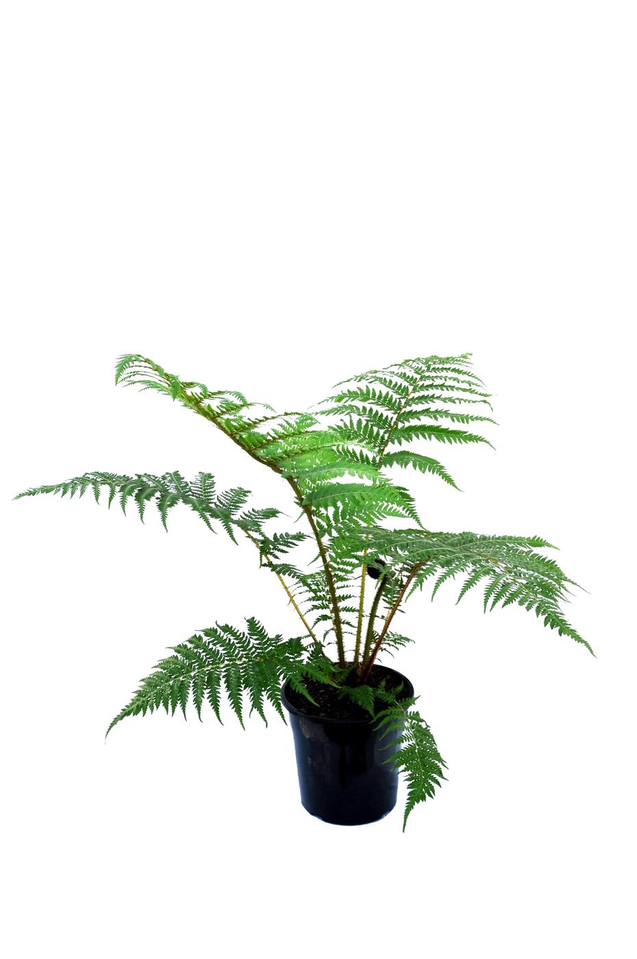 Fern Cyathea Cooperi - View 13 from www redcrocus com