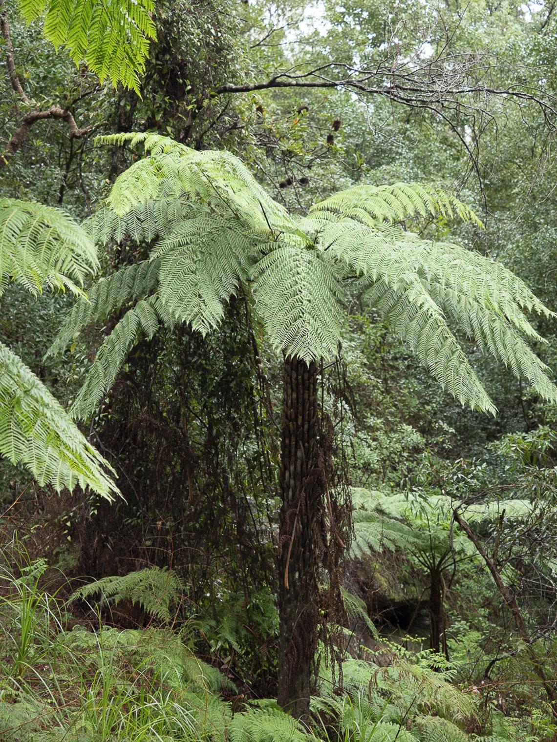 Fern Cyathea Cooperi - View 17 from www redcrocus com