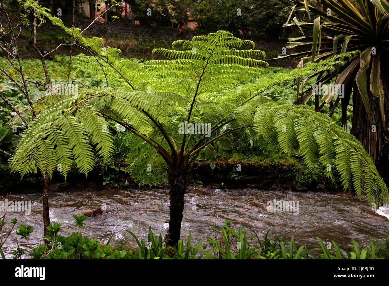 Fern Cyathea Cooperi - View 18 from www redcrocus com