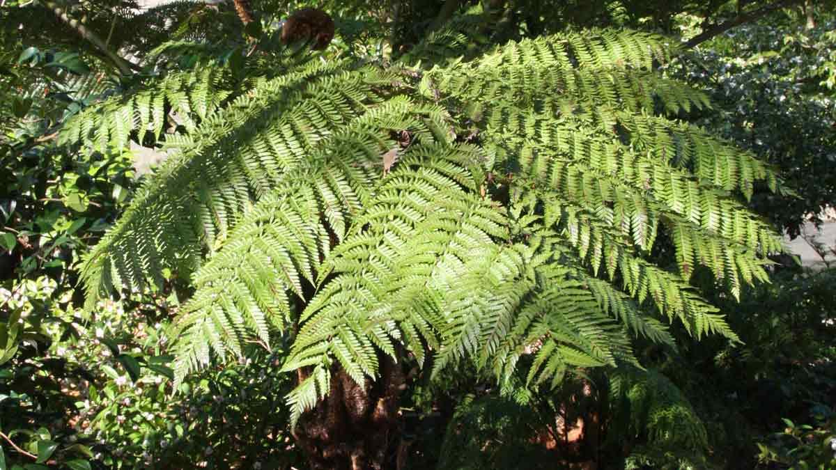Fern Cyathea Cooperi - View 20 from www redcrocus com