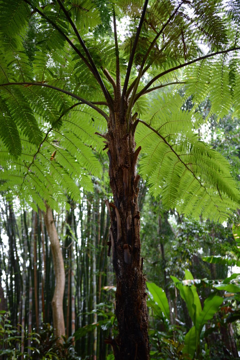 Fern Cyathea Cooperi - View 6 from www redcrocus com