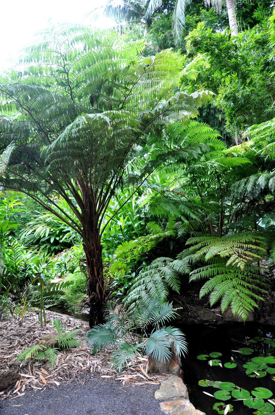 Fern Cyathea Cooperi - View 7 from www redcrocus com