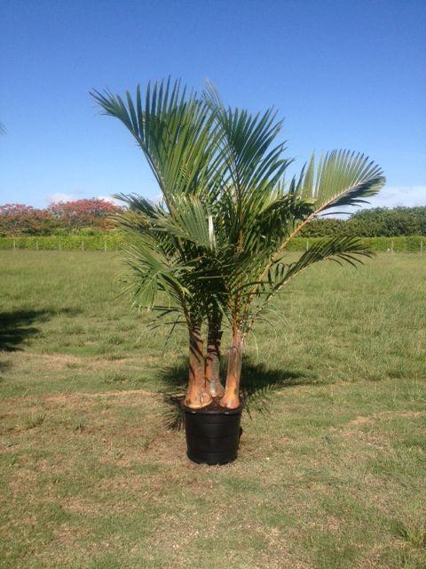 Palm Hyophorbe Verschaffeltii Triple Stem - View 7 from www redcrocus com