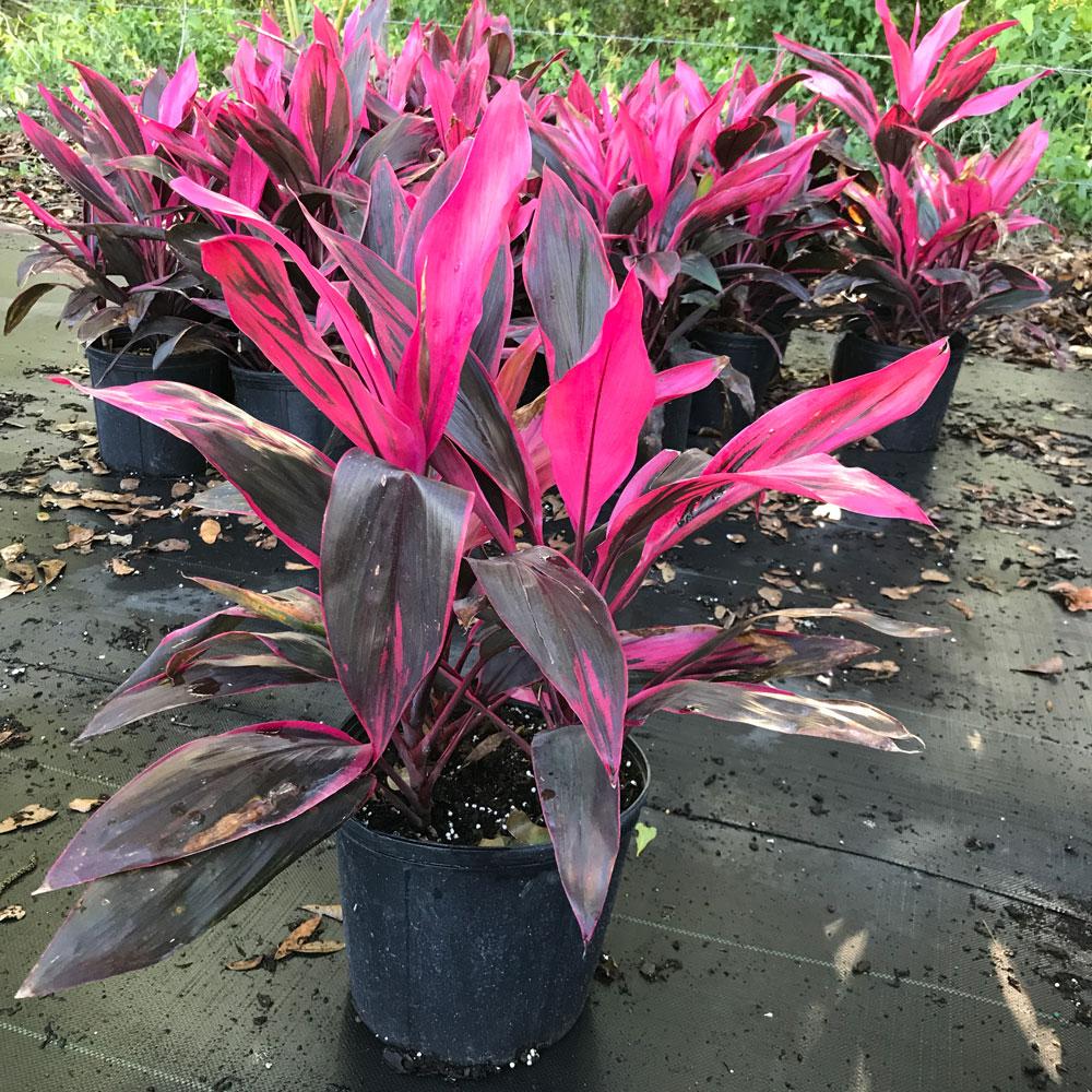 Cordyline Fruticosa Assorted - View 11 from www redcrocus com